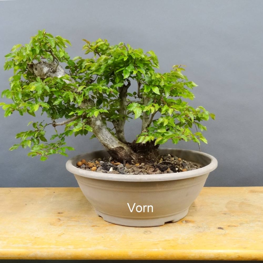 Carpinus Hainbuche Weissbuche
