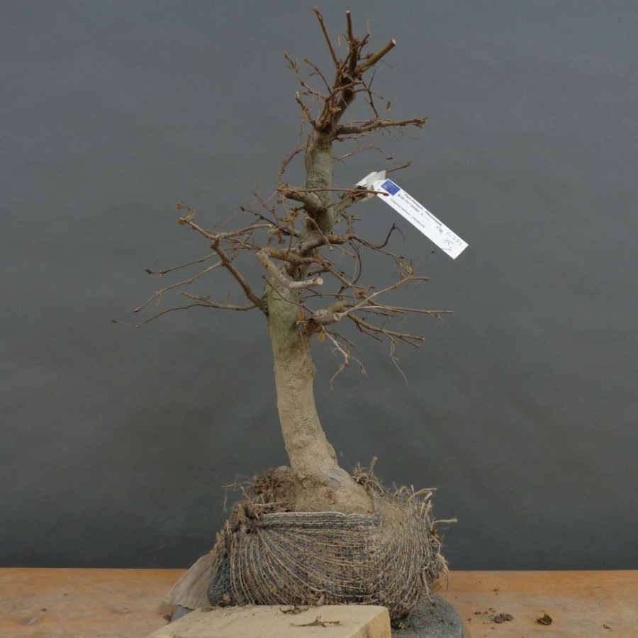 Carpinus Hainbuche, Bonsai