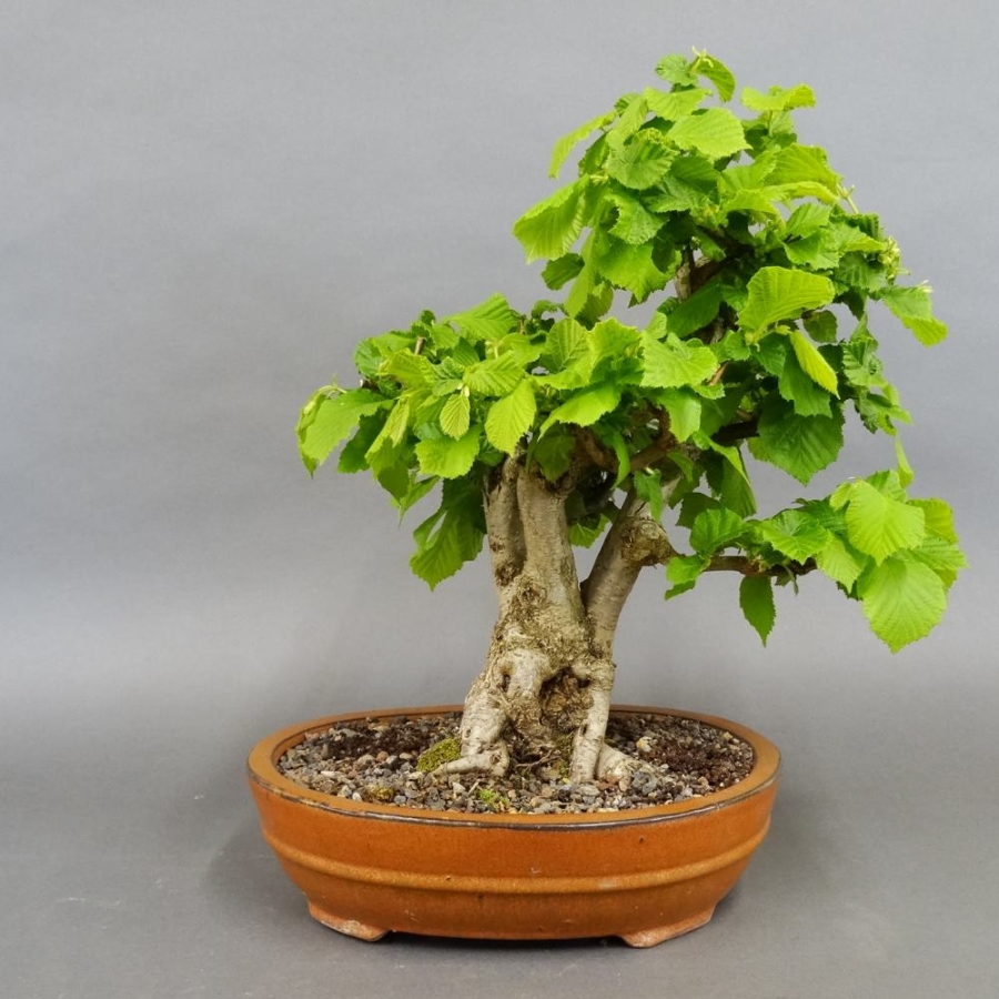 Corylus Hasel Bonsai