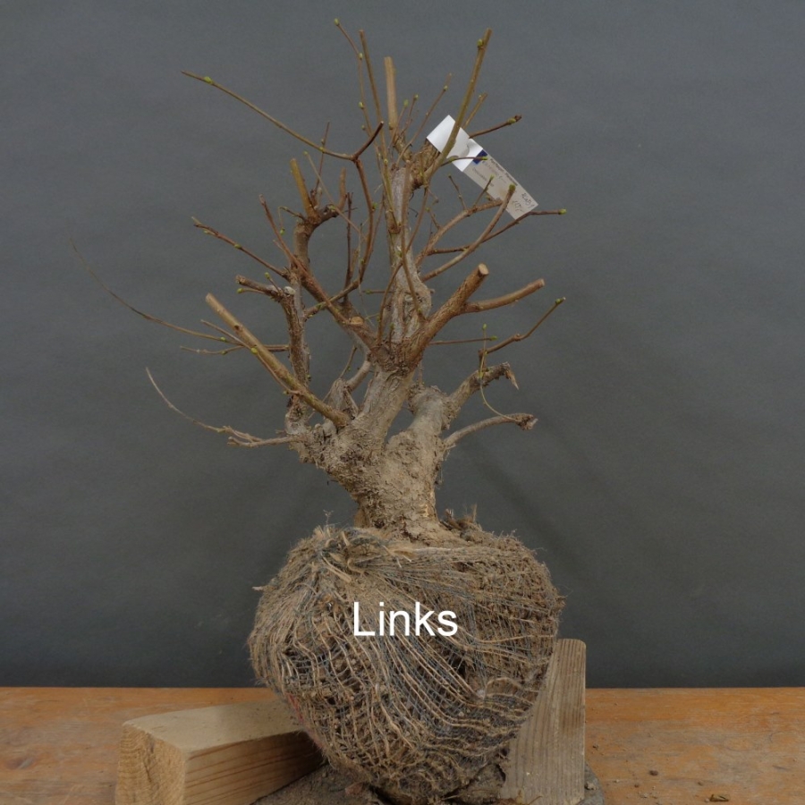 Corylus Hasel Bonsai