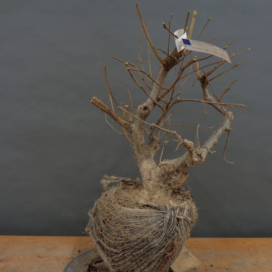 Corylus Hasel Bonsai