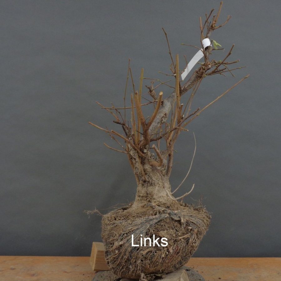 Corylus Hasel Bonsai