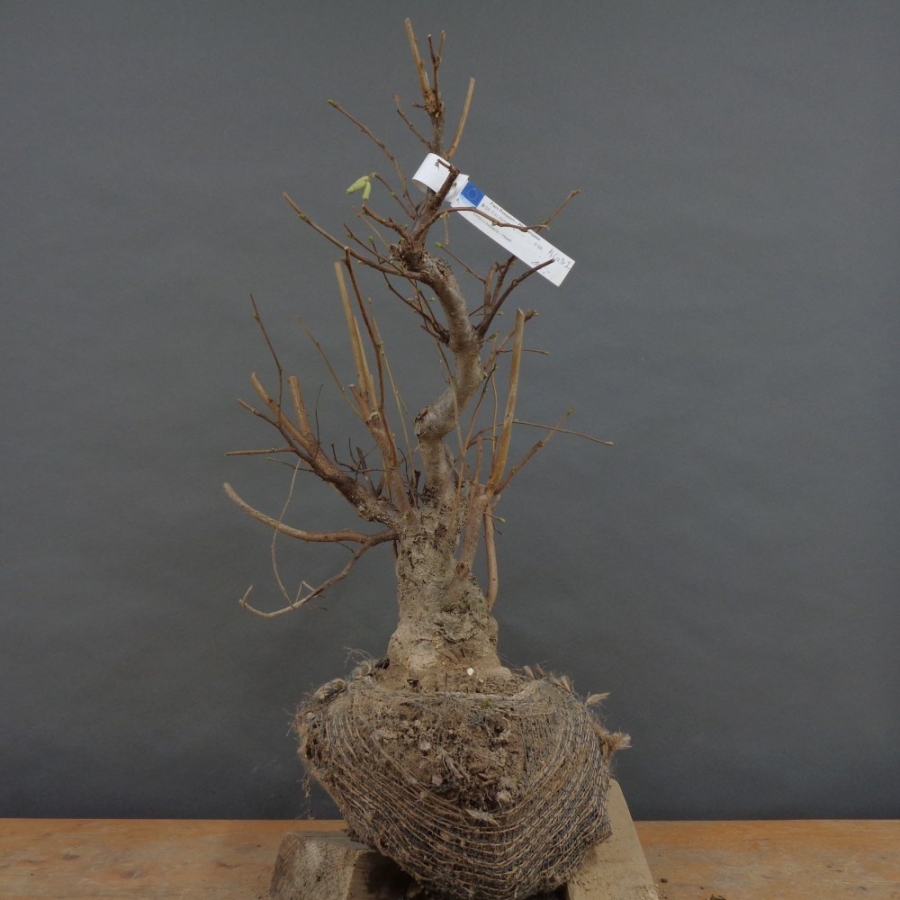 Corylus Hasel Bonsai