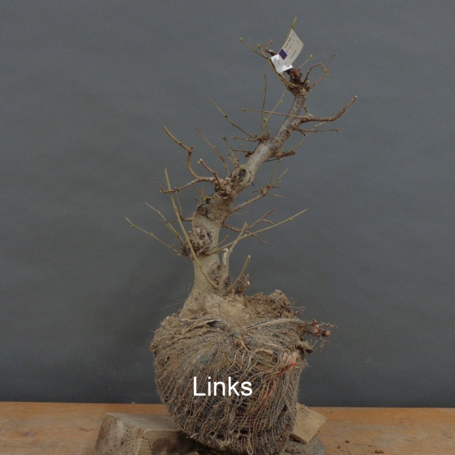 Corylus Hasel Bonsai