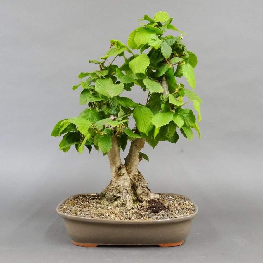 Corylus Hasel Bonsai