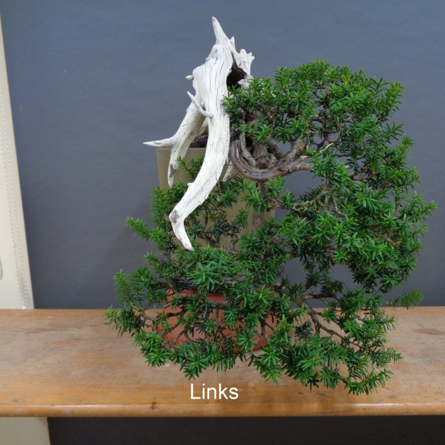 Bonsai, Taxus cuspidata, links