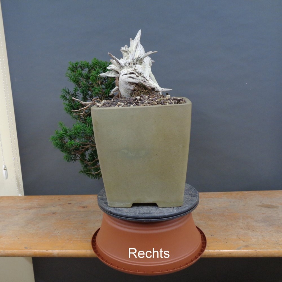 Bonsai, Taxus cuspidata, rechts