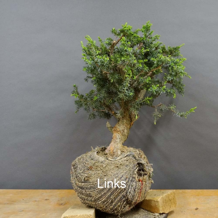 Pre-Bonsai, Juniperus communis