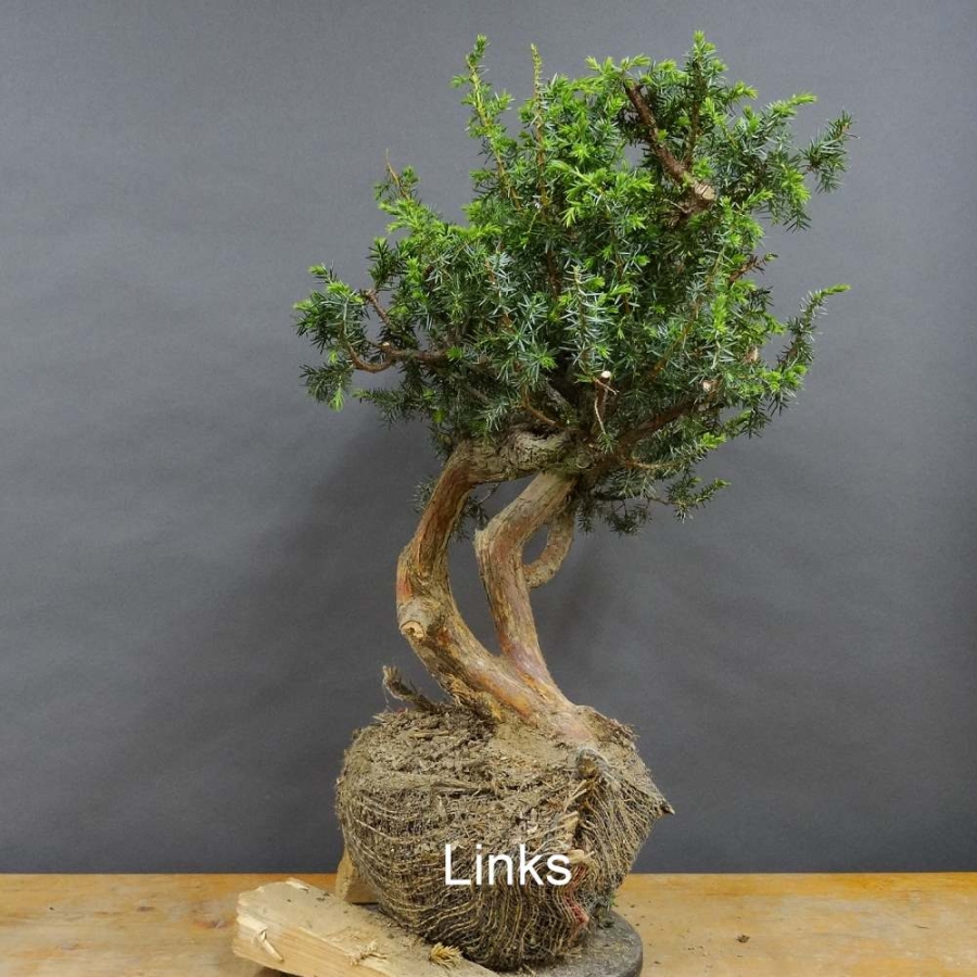 Pre-Bonsai, Juniperus communis