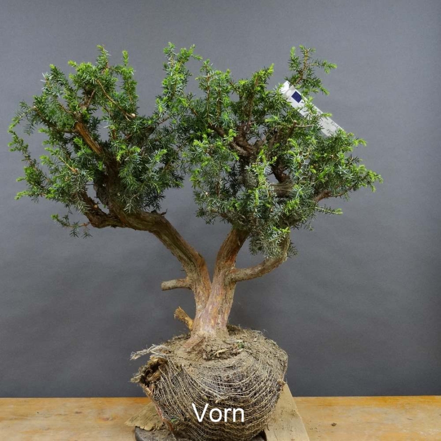 Pre-Bonsai, Juniperus communis