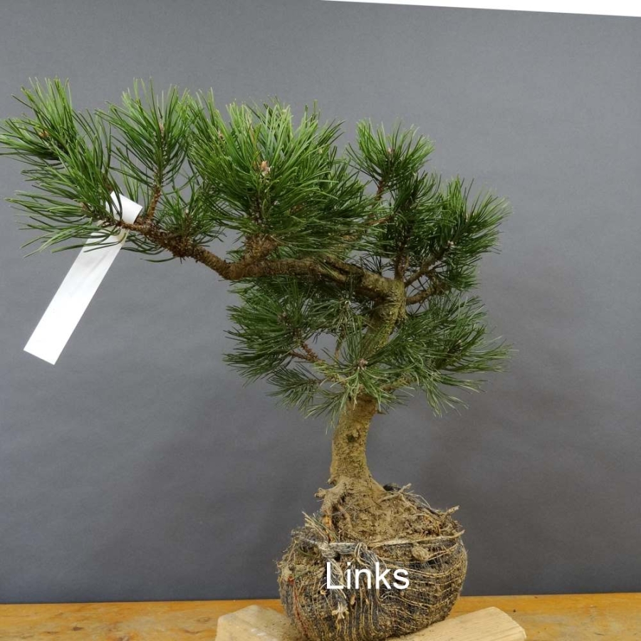 Pinus Pumilio mugo
