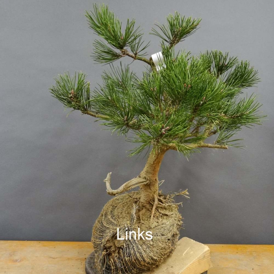 Pinus Pumilio mugo
