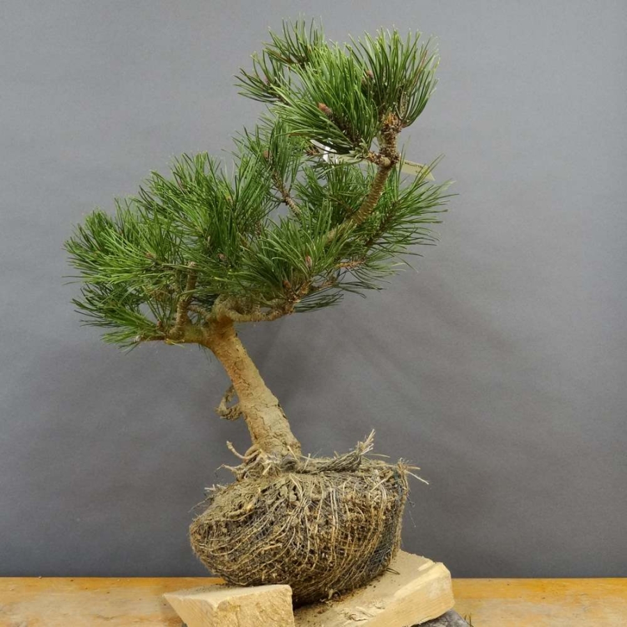 Pinus mugo Pumilio