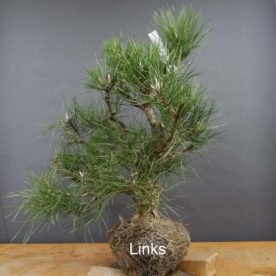 Pinus nigra Schwarzkiefer