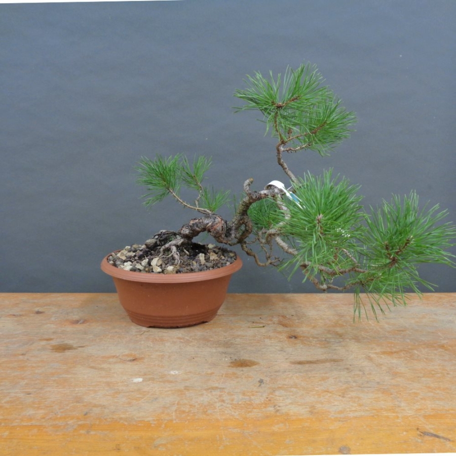 Pre-Bonsai, Pinus sylvestris