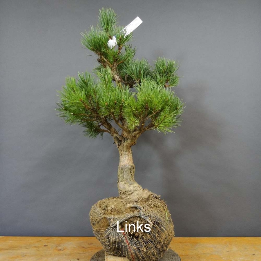 Pinus sylvestris Silberkiefer