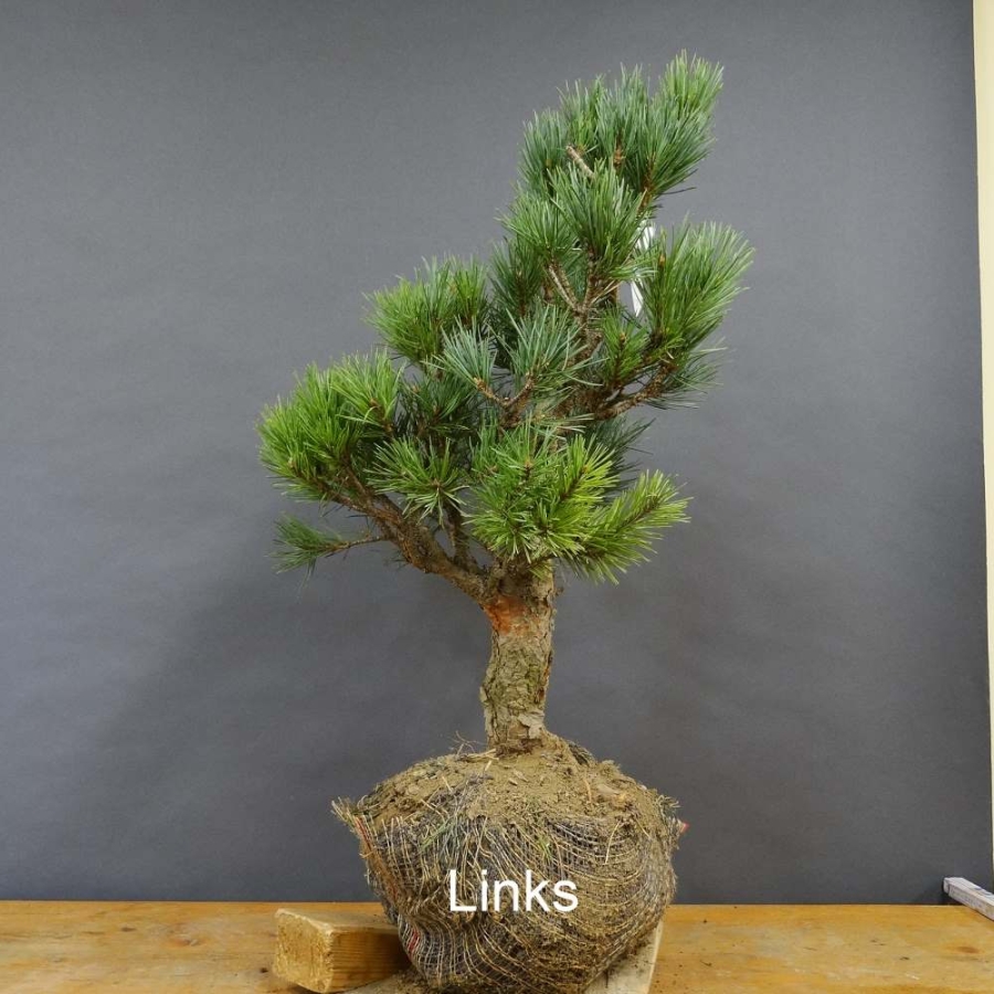 Pinus sylvestris Silberkiefer