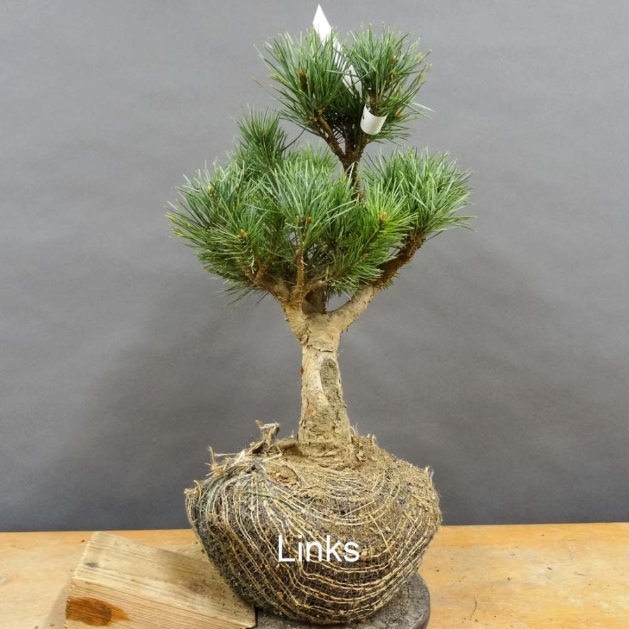 Pinus sylvestris Silberkiefer