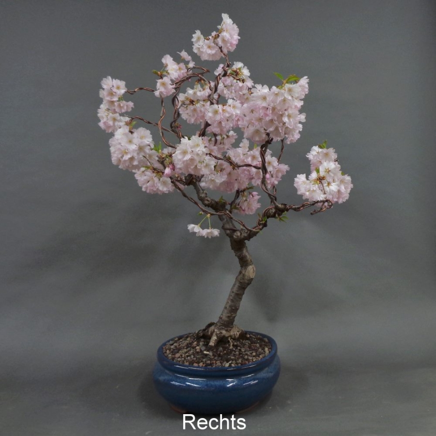 Blütenkirsche Bonsai