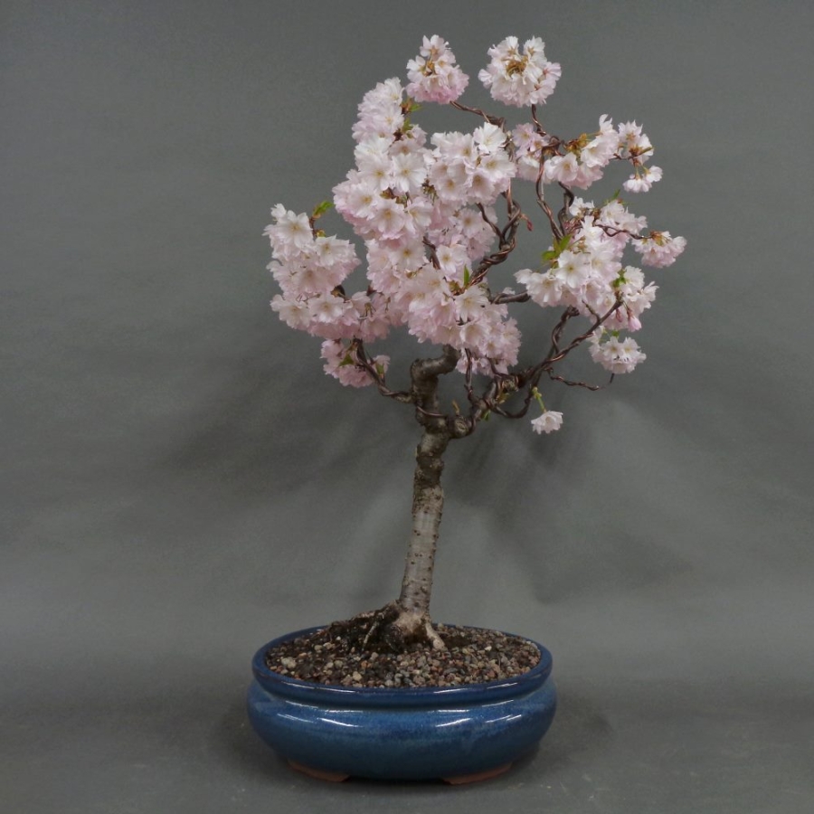 Blütenkirsche Bonsai