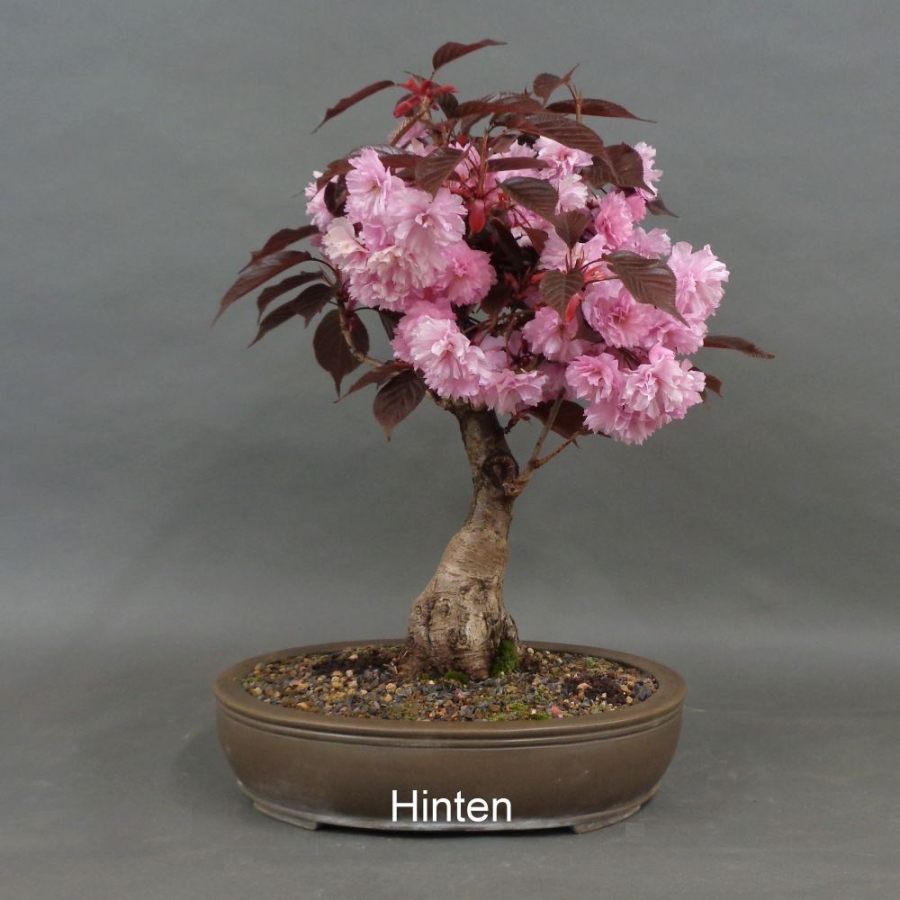 Blütenkirsche Bonsai