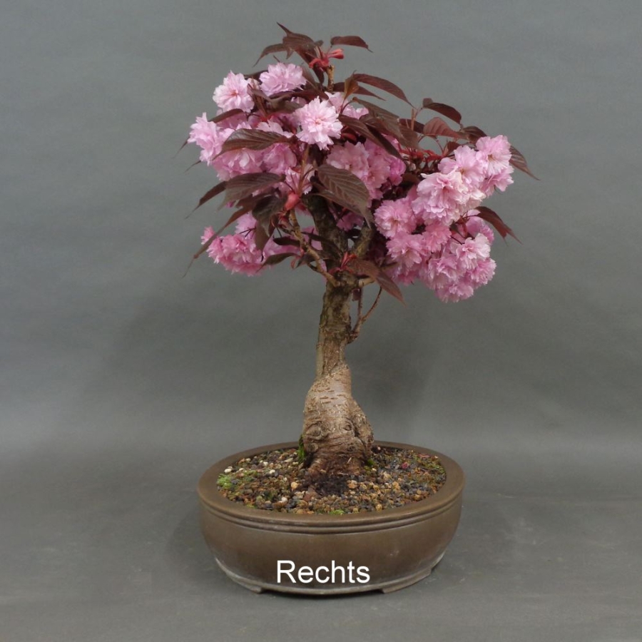 Blütenkirsche Bonsai