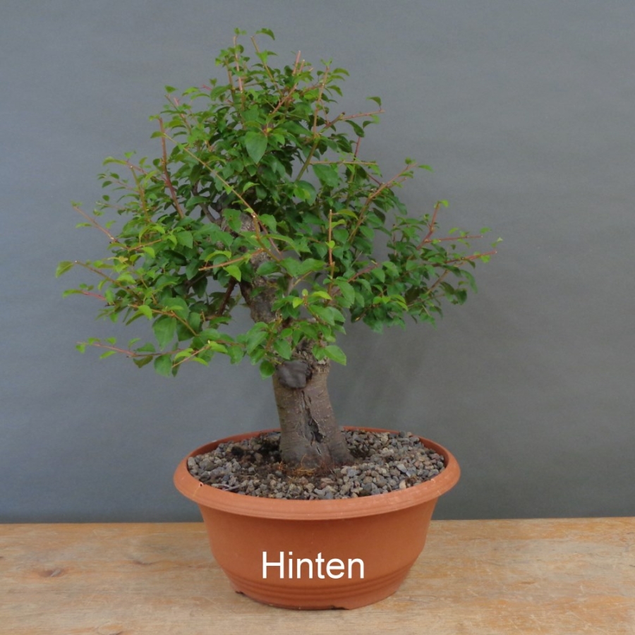 Prunus cerasifera, Mirabelle, hinten