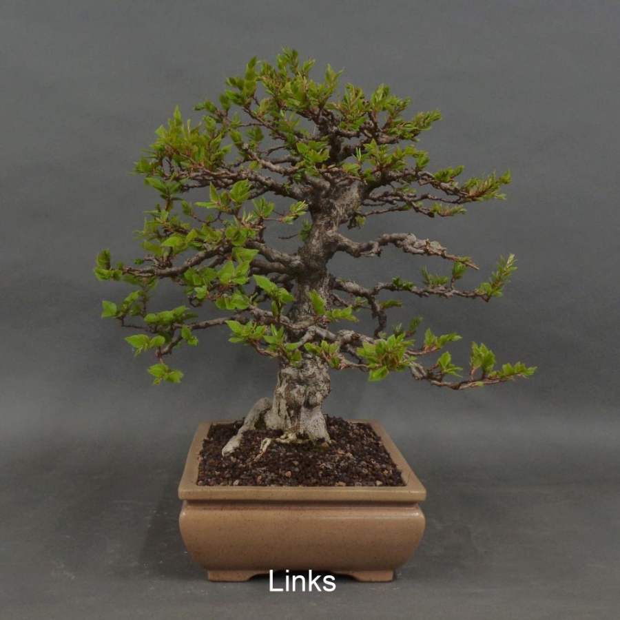 Carpinus betulus, Hainbuche, Bonsai