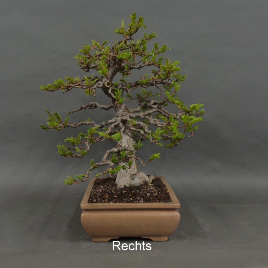 Carpinus betulus, Hainbuche, Bonsai