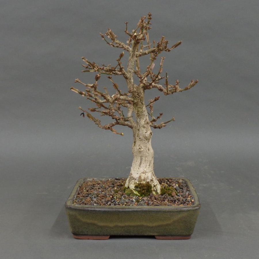 Euonymus alatus, Bonsai