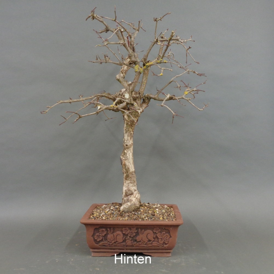 Bonsai, Cornus mas, Kornelkirsche