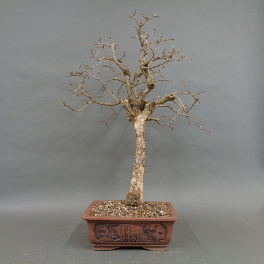 Bonsai, Cornus mas, Kornelkirsche