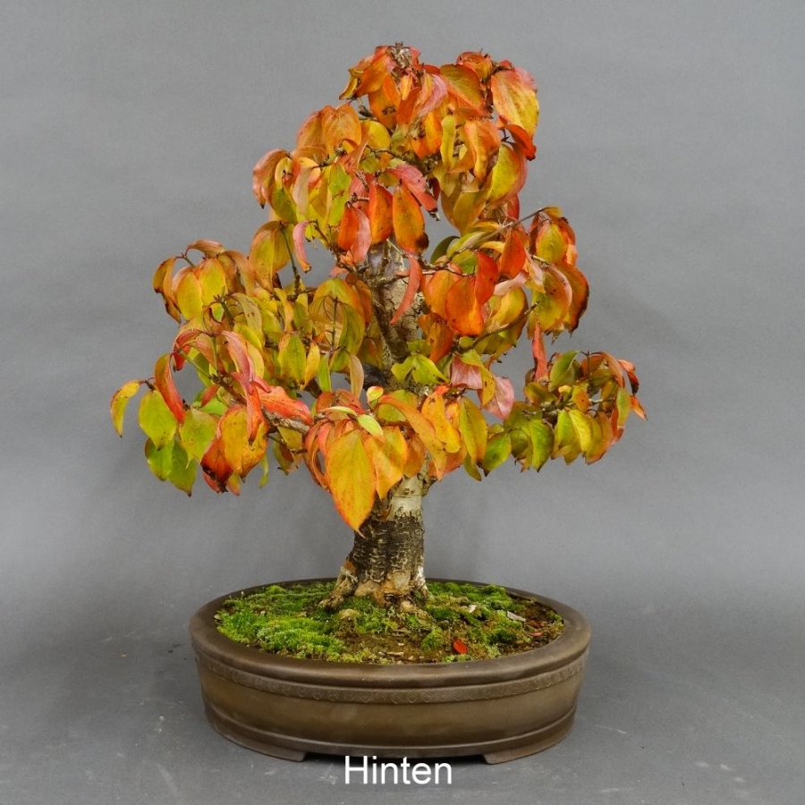 Bonsai, Cornus mas, Kornelkirsche