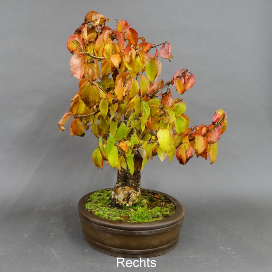 Bonsai, Cornus mas, Kornelkirsche