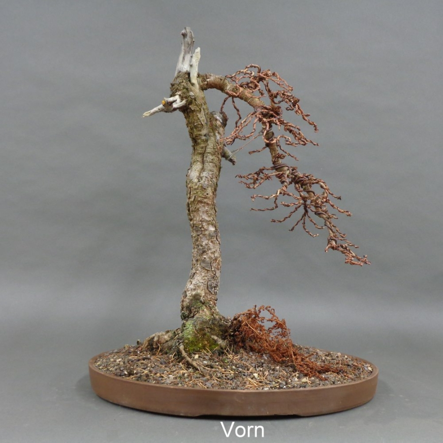 Laerche , Bonsai im Winter