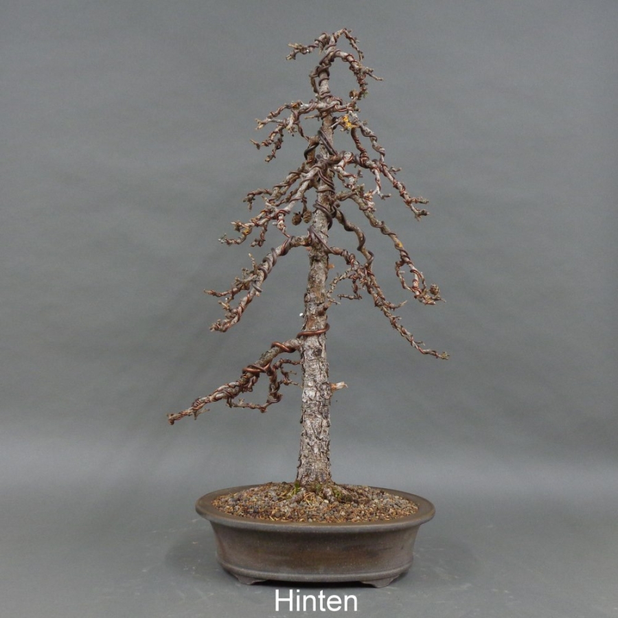 Larix, Lärche, Bonsai