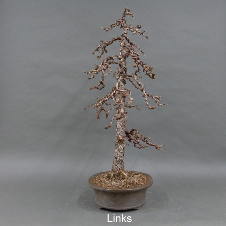 Larix, Lärche, Bonsai