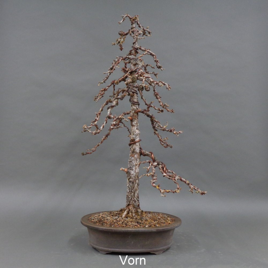 Laerche mit Blüten 2025