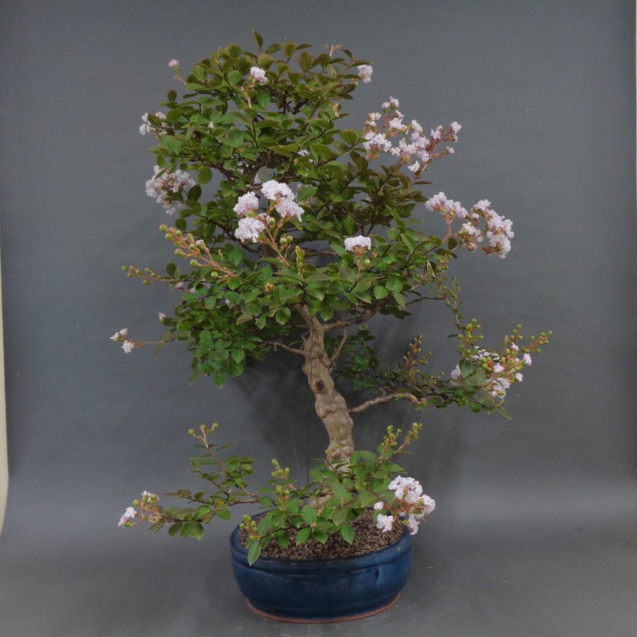 Satsuki, Azalee, Bonsai