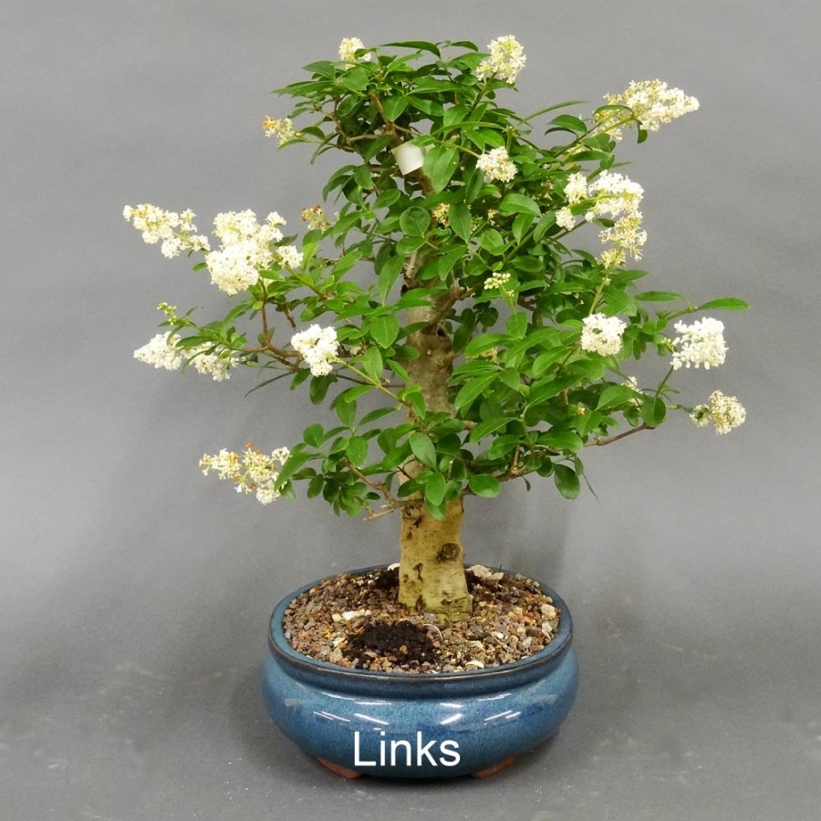 Liguster, Ligustrum vulgare