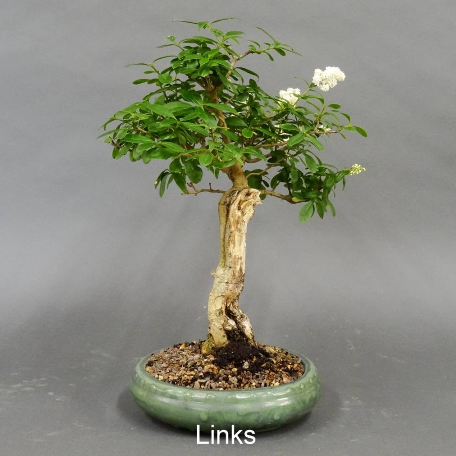 Liguster, Ligustrum vulgare