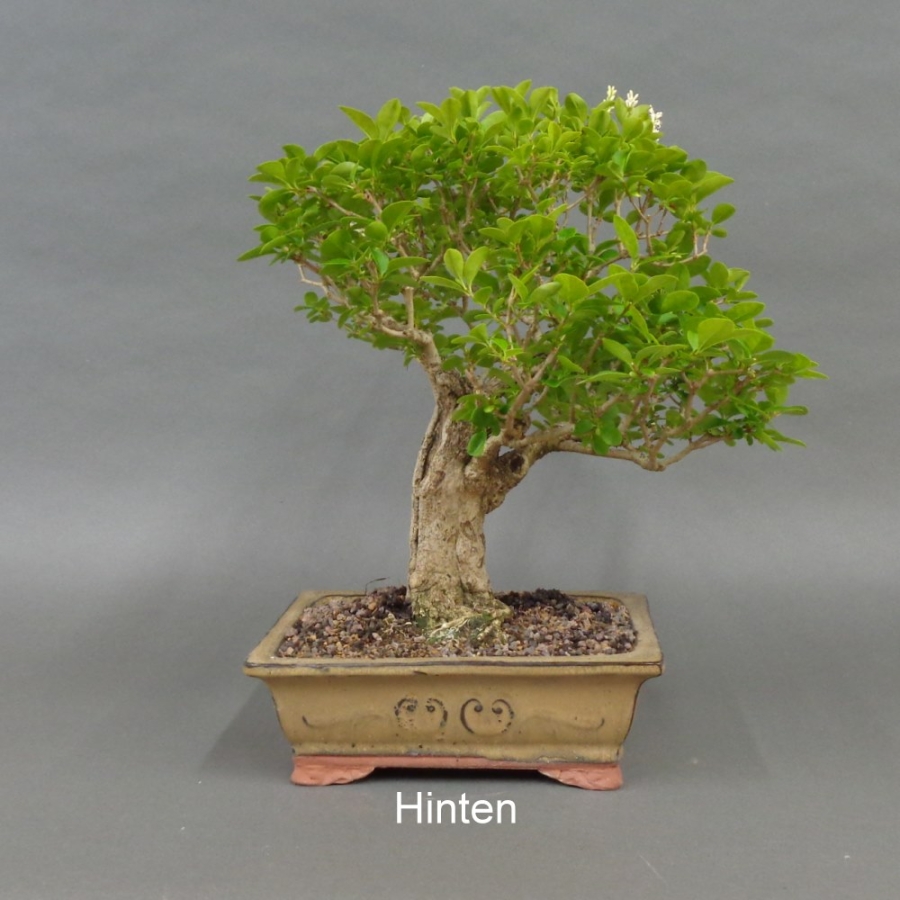 Liguster, Ligustrum vulgare, links