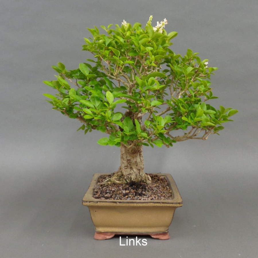 Liguster, Ligustrum vulgare, hinten