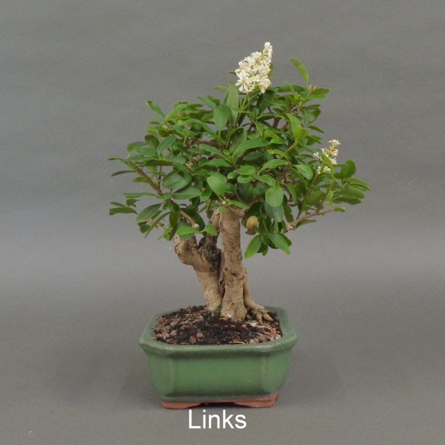 Liguster, Ligustrum vulgare