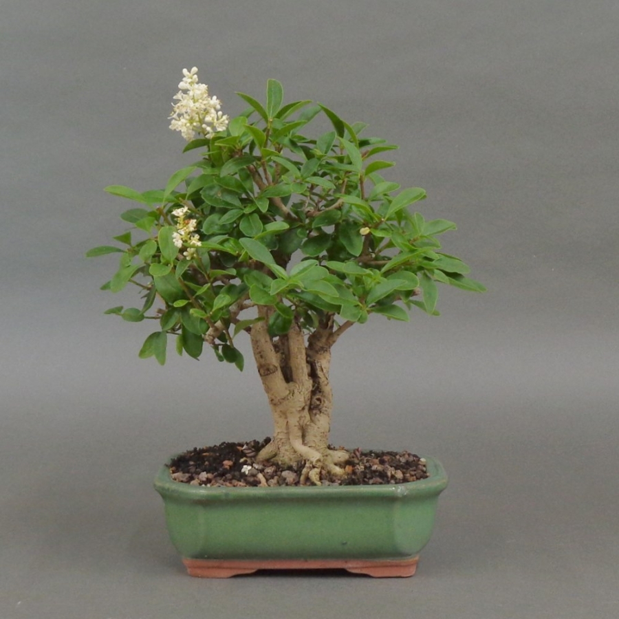 Liguster, Ligustrum vulgare