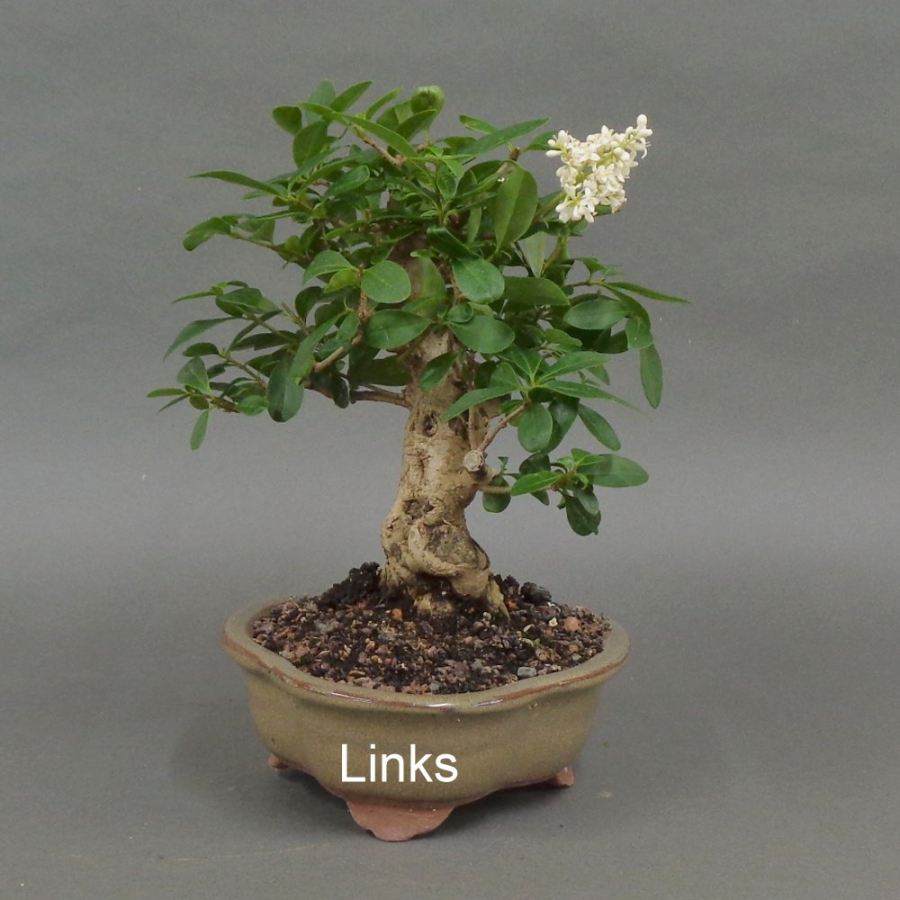 Liguster, Ligustrum vulgare