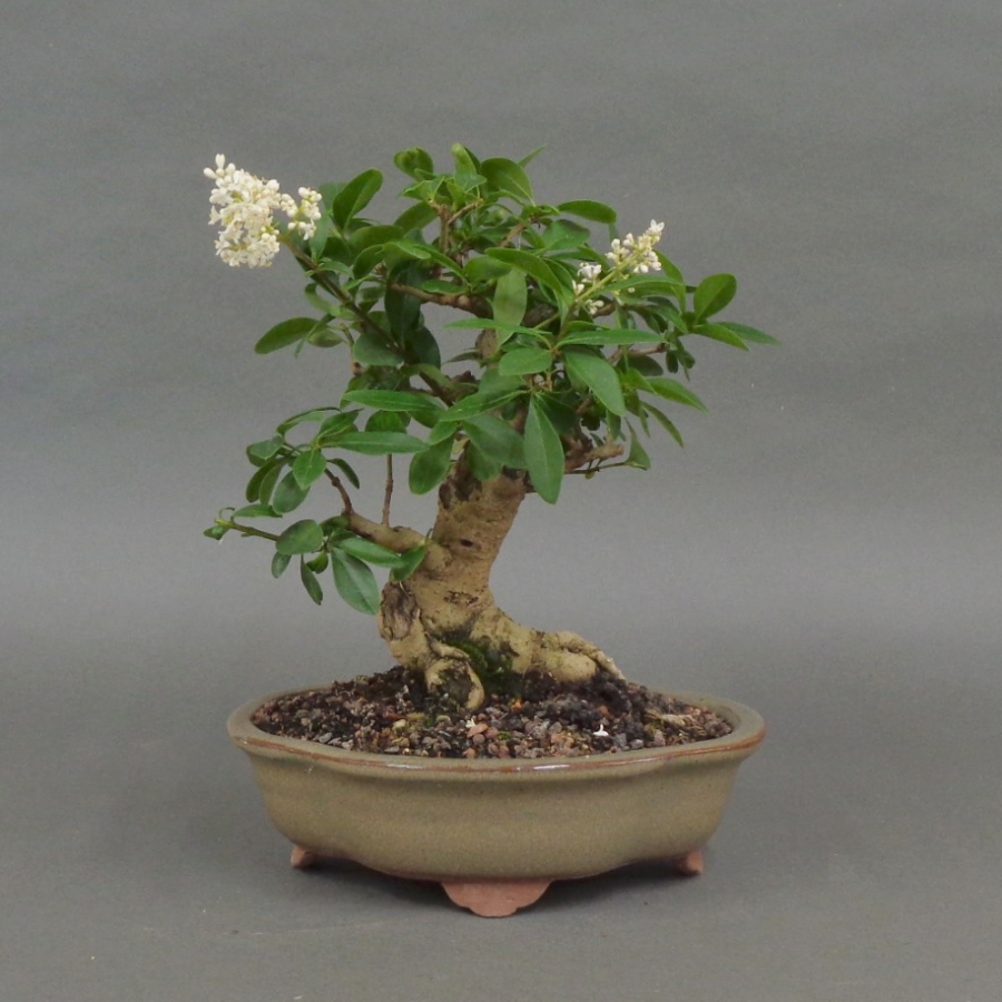 Liguster, Ligustrum vulgare