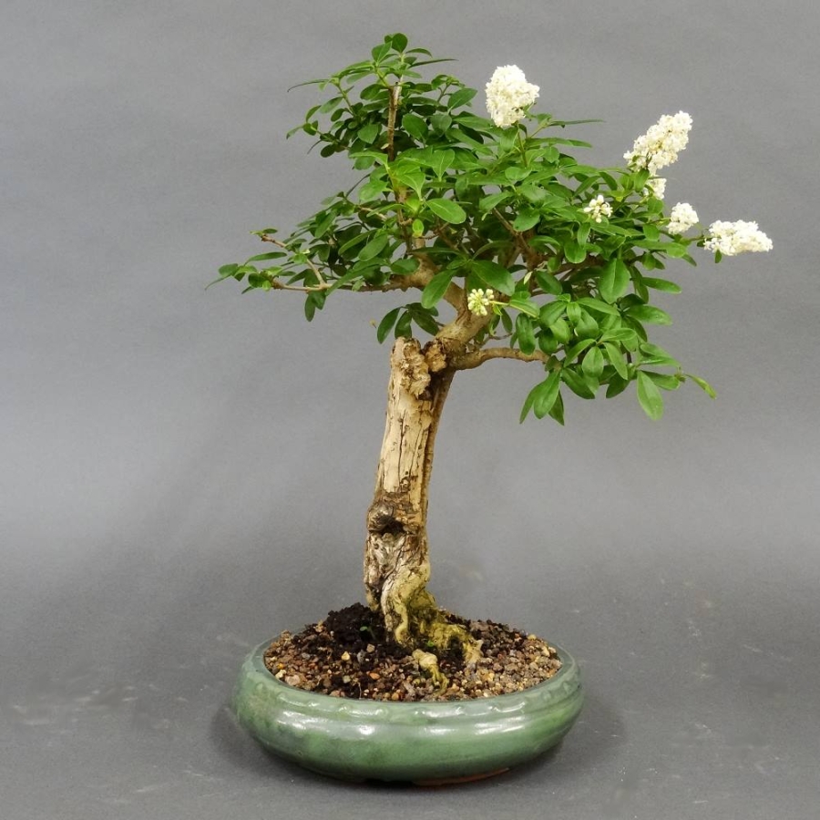Liguster, Ligustrum vulgare