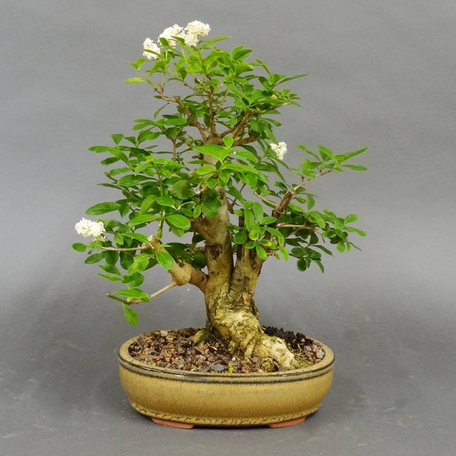 Liguster, Ligustrum vulgare