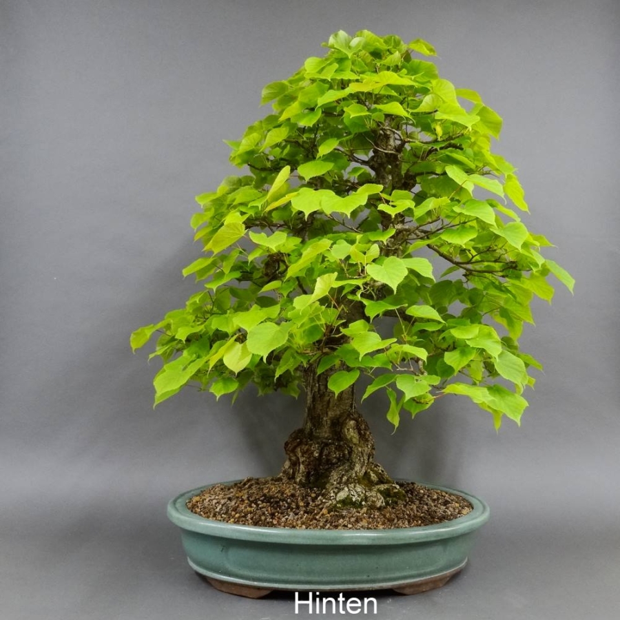 Bonsai, Linde